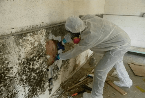 MOLD REMOVAL